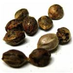 Семена марихуаны АК-47  (Seeds AK-47) в Злынке